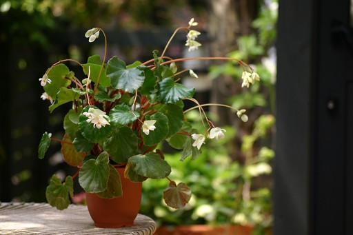 B. ‘Kirinomegami’